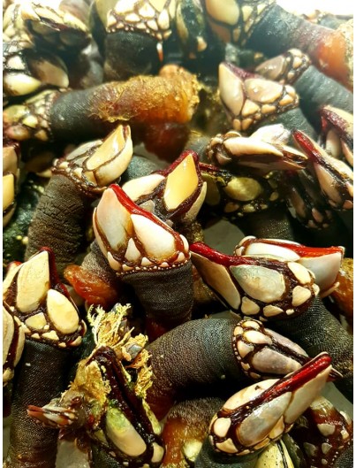 Percebe gallego Extra 